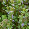 WILLEMSE FRANCE - Lierre terrestre - le pot / ø 9cm