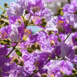 WILLEMSE FRANCE - Lilas des indes violet - le pot / ø 9cm, vendu par lot de 2