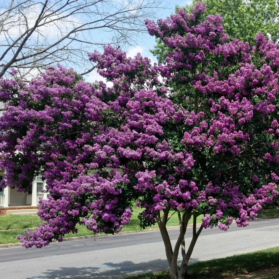 WILLEMSE FRANCE - Lilas des indes violet - le pot / ø 9cm, vendu par lot de 4