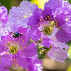 WILLEMSE FRANCE - Lilas des indes violet - le pot / ø 9cm, vendu par lot de 4