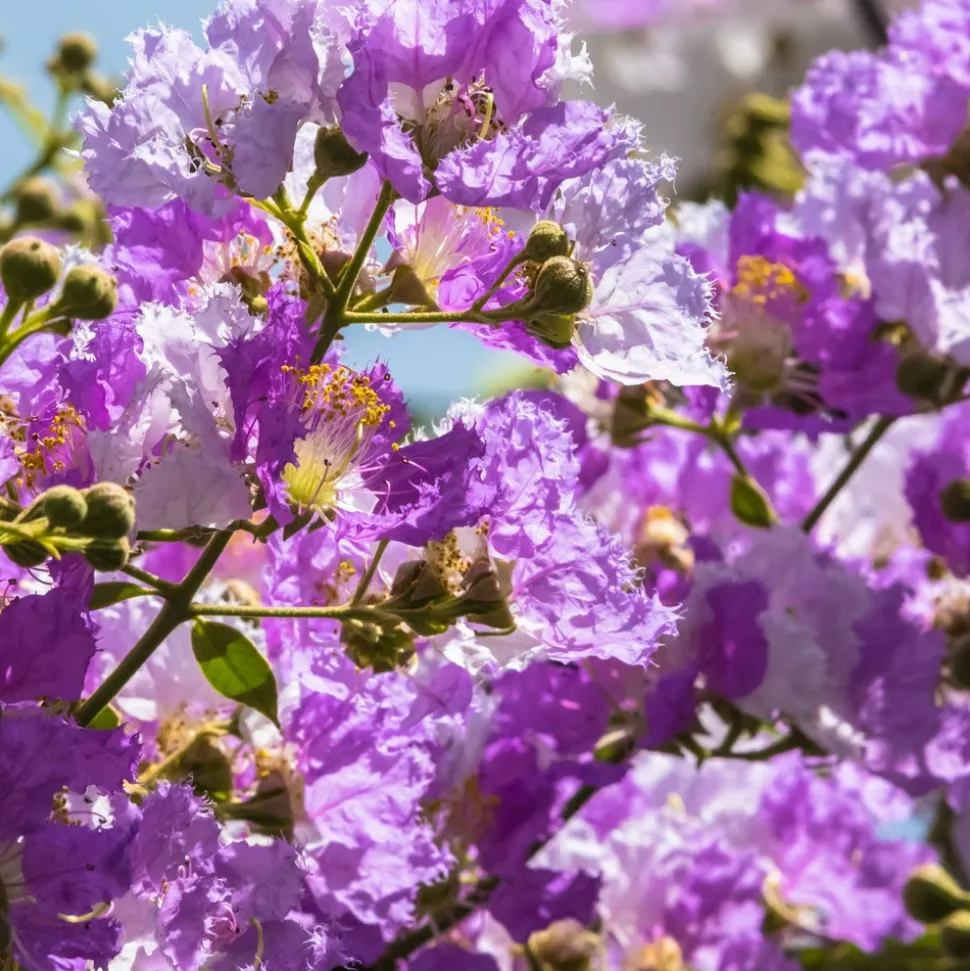 WILLEMSE FRANCE - Lilas des indes violet - le pot / ø 9cm, vendu par lot de 4
