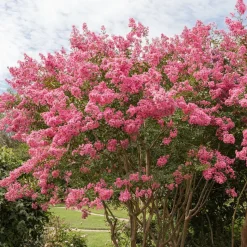 WILLEMSE FRANCE - Lilas des indes rose - le pot / ø 9cm / hauteur livrée 20-25cm, vendu par lot de 2