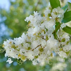 WILLEMSE FRANCE - Lilas des indes natchez - le pot / ø 9cm / hauteur livrée 15-20cm, vendu par lot de 2