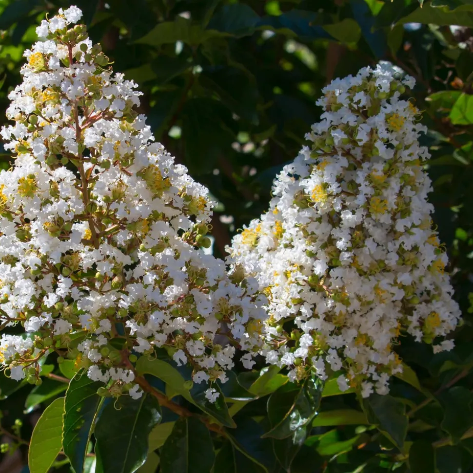 WILLEMSE FRANCE - Lilas des indes blanc - le pot / ø 15cm / hauteur livrée 20-25cm, vendu par lot de 2