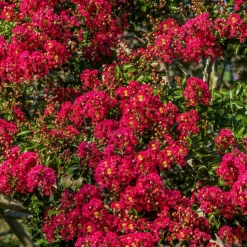 WILLEMSE FRANCE - Lilas des indes rouge - le pot / ø 9cm, vendu par lot de 4