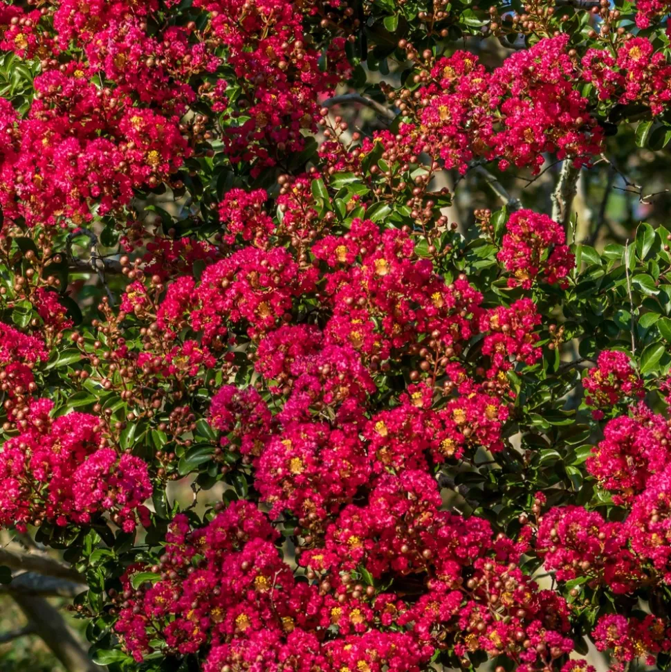WILLEMSE FRANCE - Lilas des indes rouge - le pot / ø 9cm, vendu par lot de 4