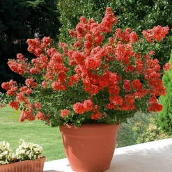 WILLEMSE FRANCE - Lilas des indes rouge - le pot / ø 9cm, vendu par lot de 4
