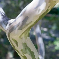 WILLEMSE FRANCE - Lilas des indes rouge - le pot / ø 9cm, vendu par lot de 4