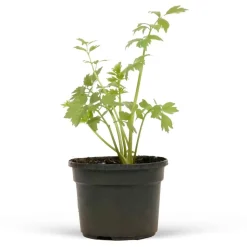 WILLEMSE FRANCE - Livèche - céleri perpétuel - le pot / ø 9cm