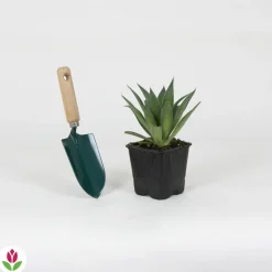 WILLEMSE FRANCE - Mangave lavender lady - le pot / ø 11cm, vendu par lot de 2