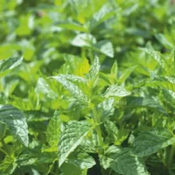 WILLEMSE FRANCE - Menthe poivrée - le pot / ø 9cm