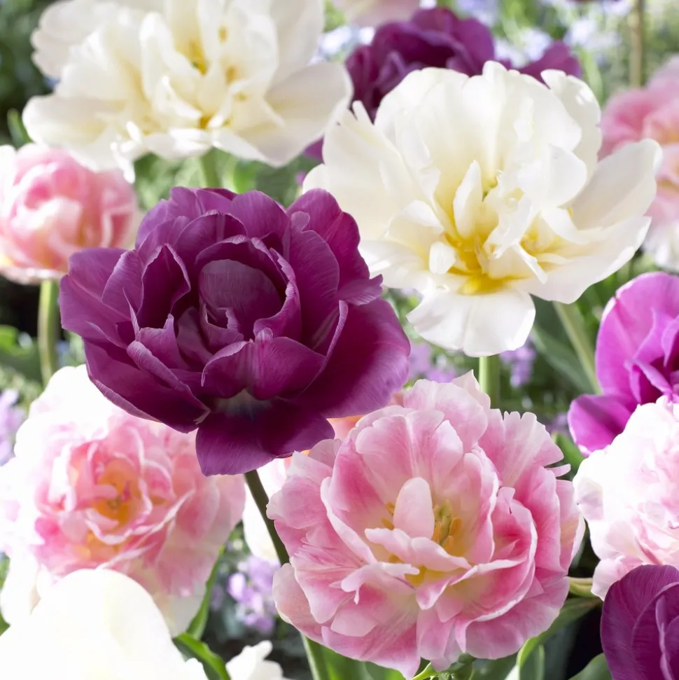 WILLEMSE FRANCE - Mélange de 10 tulipes sensation - le sachet de 10 bulbes / circonférence 12cm+, vendu par lot de 2