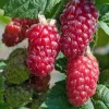 WILLEMSE FRANCE - Mûre-framboise tayberry - la pièce en racine nue