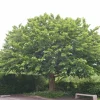 WILLEMSE FRANCE - Mûrier à grandes feuilles - le pot / 2l / hauteur livrée 125-150cm