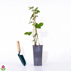 WILLEMSE FRANCE - Mûrier cascade noire - le pot / 0.8l / hauteur livrée 12-15cm