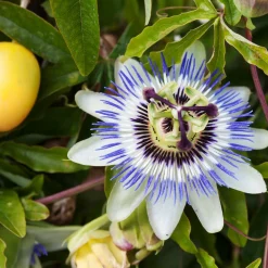 WILLEMSE FRANCE - Passiflore bleue - le pot / ø 9cm