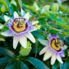 WILLEMSE FRANCE - Passiflore bleue - le pot / ø 9cm, vendu par lot de 2