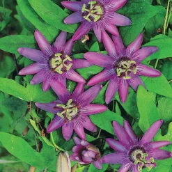 WILLEMSE FRANCE - Passiflore lavender lady - le pot / 2l / hauteur livrée 40-50cm