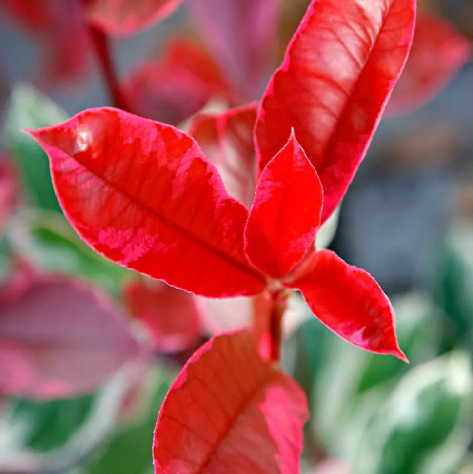 WILLEMSE FRANCE - Photinia pink marble - le pot / 2l / hauteur livrée 30-40cm, vendu par lot de 2