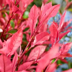 WILLEMSE FRANCE - Photinia fraseri little fenna - le pot / 4l