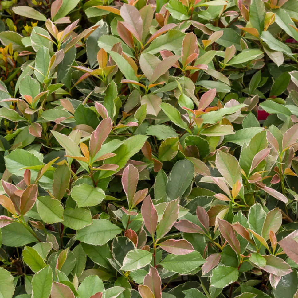 WILLEMSE FRANCE - Photinia fraseri louise - le pot / ø 9cm
