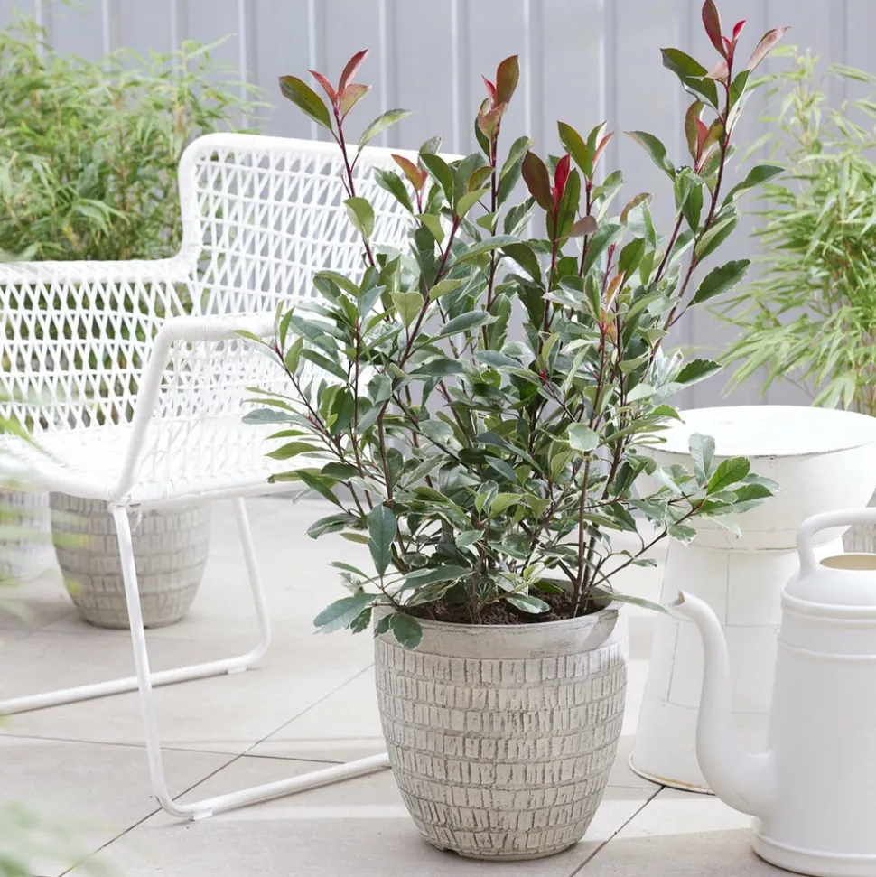 WILLEMSE FRANCE - Photinia fraseri louise - le pot / ø 9cm