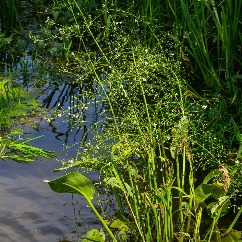 WILLEMSE FRANCE - Plantain d'eau lancéolé - le pot / ø 9cm