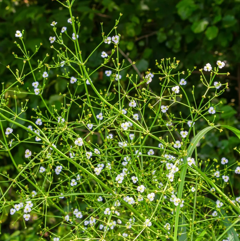 WILLEMSE FRANCE - Plantain d'eau lancéolé - le pot / ø 9cm