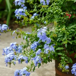 WILLEMSE FRANCE - Plumbago - le pot / ø 9cm, vendu par lot de 6