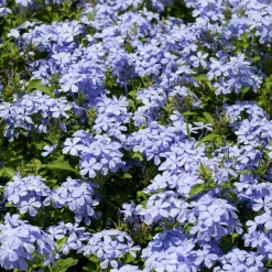 WILLEMSE FRANCE - Plumbago - le pot / ø 9cm, vendu par lot de 6