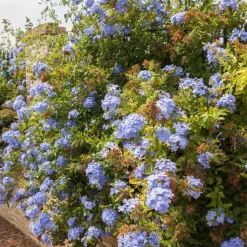 WILLEMSE FRANCE - Plumbago - le pot / ø 9cm, vendu par lot de 2