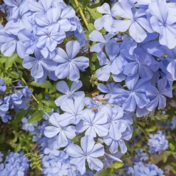 WILLEMSE FRANCE - Plumbago - le pot / ø 9cm, vendu par lot de 4