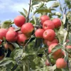 WILLEMSE FRANCE - Pommier elstar - le pot / 1.5l / hauteur livrée 50-60cm