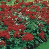 WILLEMSE FRANCE - Rosier à massif lilli marleen - le paquet de 3 racines nues / 3 branches