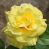 WILLEMSE FRANCE - Rosier à massif jaune - la pièce en racine nue / 2+ branches