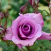 WILLEMSE FRANCE - Rosier à massif violet - la pièce en racine nue / 2+ branches, vendu par lot de 2