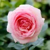 WILLEMSE FRANCE - Rosier anglais her's ausgreen ® - la motte / 3+ branches, vendu par lot de 2