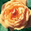 WILLEMSE FRANCE - Rosier anglais charlie ausgreen ® - la motte / 3+ branches