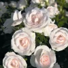 WILLEMSE FRANCE - Rosier aspirin rose ® - le pot / 3l / hauteur livrée 15-40cm