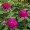 WILLEMSE FRANCE - Rosier ancien rose de rescht - le pot / 4l / hauteur livrée 15-40cm