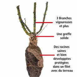 WILLEMSE FRANCE - Rosier buisson whisky - la motte / 3+ branches