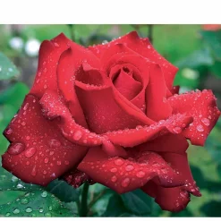 WILLEMSE FRANCE - Rosier buisson grande amore ® - la pièce en racine nue / 3+ branches
