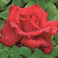WILLEMSE FRANCE - Rosier buisson grande amore ® - la pièce en racine nue / 3+ branches