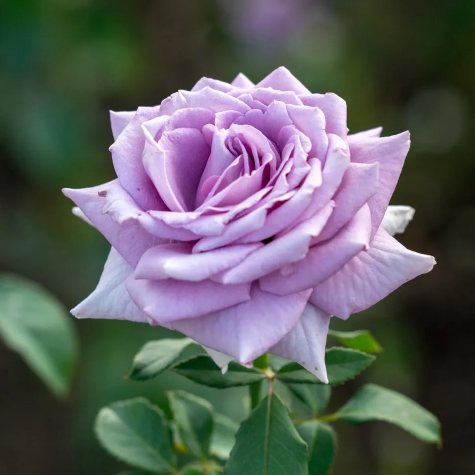 WILLEMSE FRANCE - Rosier buisson violet - la pièce en racine nue / 2+ branches, vendu par lot de 6