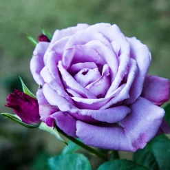 WILLEMSE FRANCE - Rosier buisson violet - la pièce en racine nue / 2+ branches, vendu par lot de 6