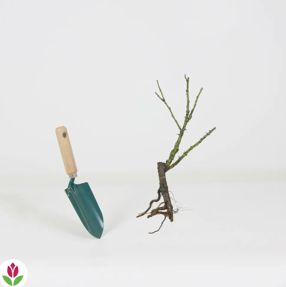 WILLEMSE FRANCE - Rosier buisson violet - la pièce en racine nue / 2+ branches, vendu par lot de 6