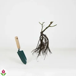 WILLEMSE FRANCE - Rosier buisson blanc - la pièce en racine nue / 2+ branches, vendu par lot de 2