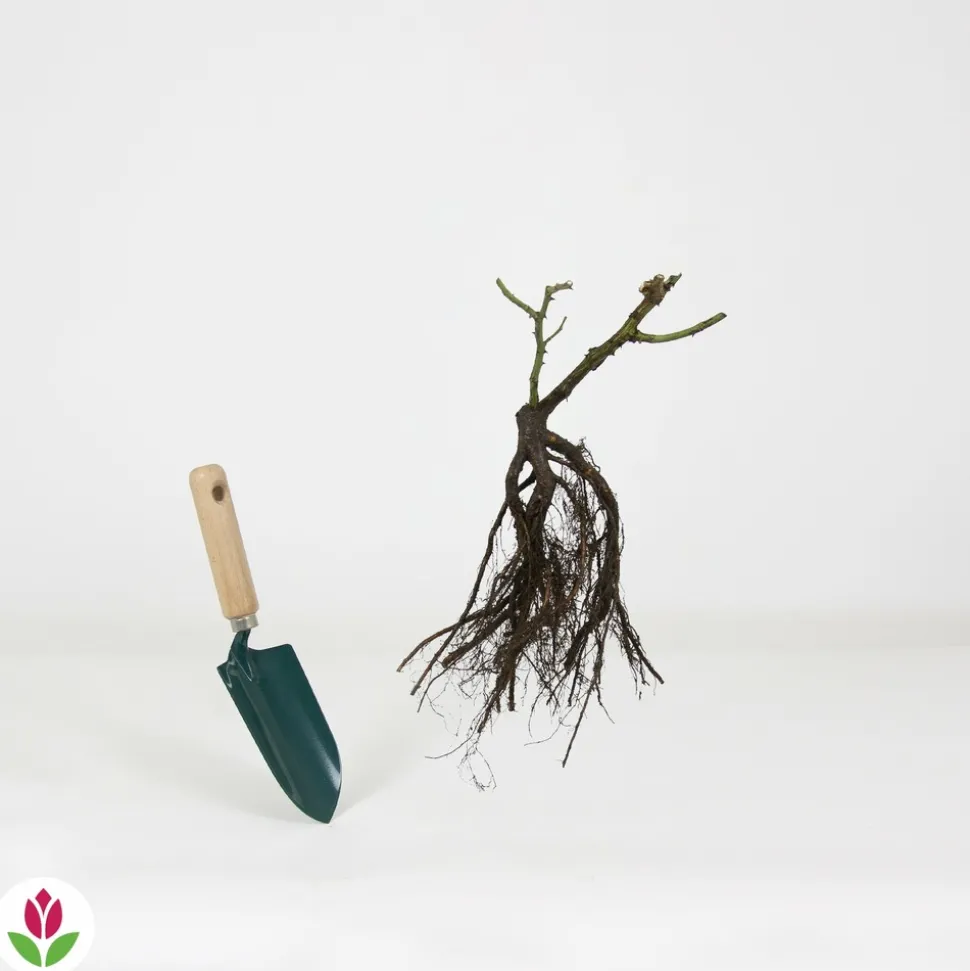 WILLEMSE FRANCE - Rosier buisson blanc - la pièce en racine nue / 2+ branches, vendu par lot de 2