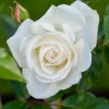 WILLEMSE FRANCE - Rosier buisson blanc - la pièce en racine nue / 2+ branches