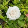 WILLEMSE FRANCE - Rosier botanique boule de neige - la pièce en racine nue / 2 branches, vendu par lot de 2
